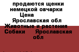 продаются щенки немецкой овчарки › Цена ­ 12 000 - Ярославская обл. Животные и растения » Собаки   . Ярославская обл.